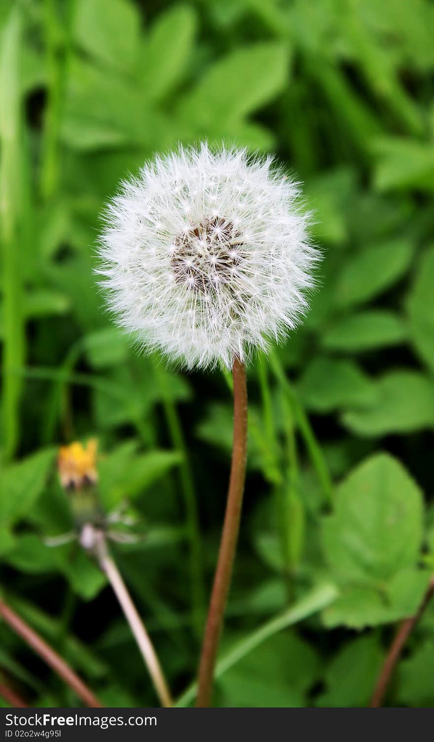 Dandelion on a greenish-yellow dim background