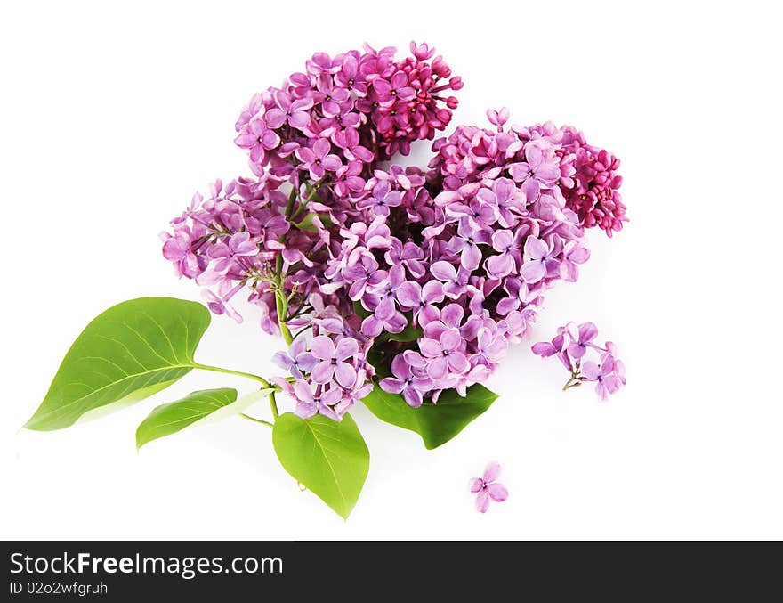 Lilac branch on a white background