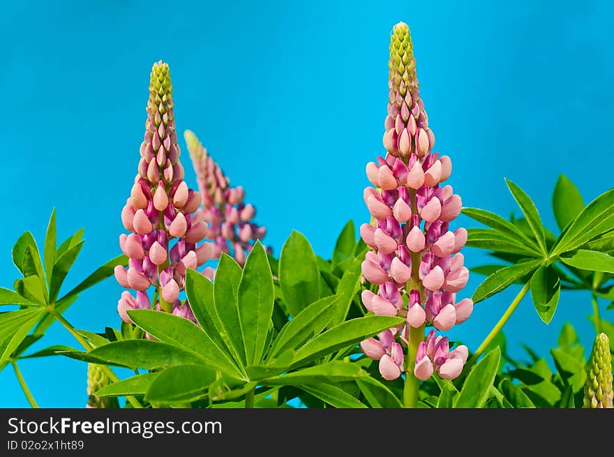 Flowers lupin on a blue background