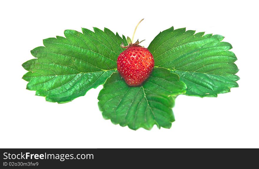 Juicy wild strawberry on green sheet it is isolated on white background. Juicy wild strawberry on green sheet it is isolated on white background