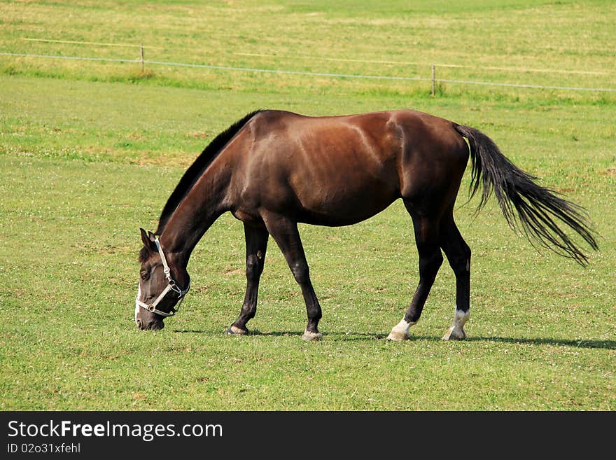 Grazing brown Horse on the green Pasture. Grazing brown Horse on the green Pasture