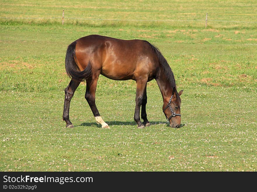 Grazing brown Horse on the green Field