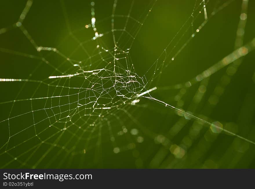 Spider web close-up with green background