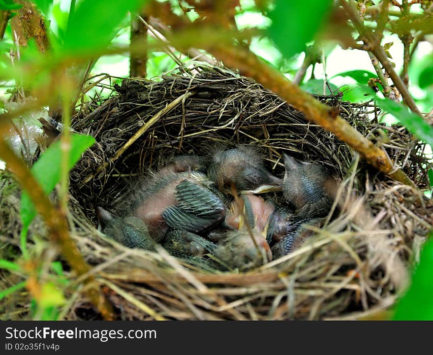 The  nestlings in a tree nest. The  nestlings in a tree nest.