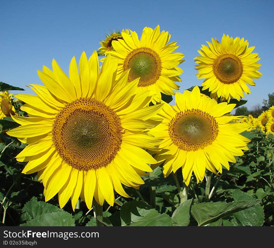 Sunflowers field on cloudy blue sky