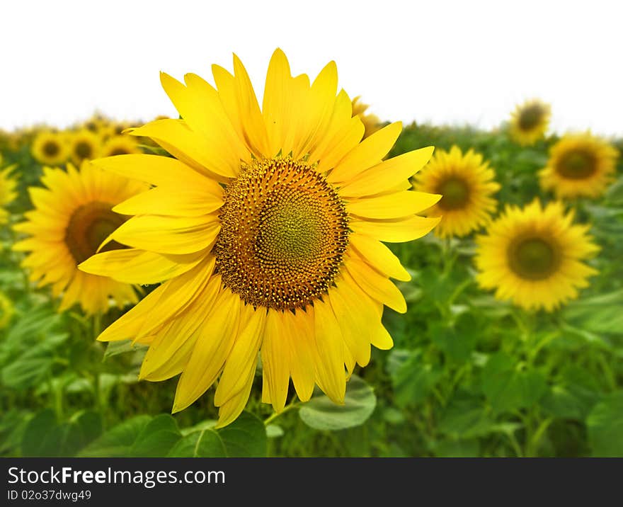 Closeup of bright yellow sunflowers on the field