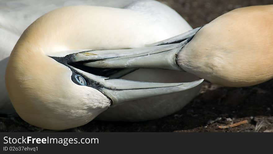 Gannets (Morus Bassanus) fight for Territory. Gannets (Morus Bassanus) fight for Territory.