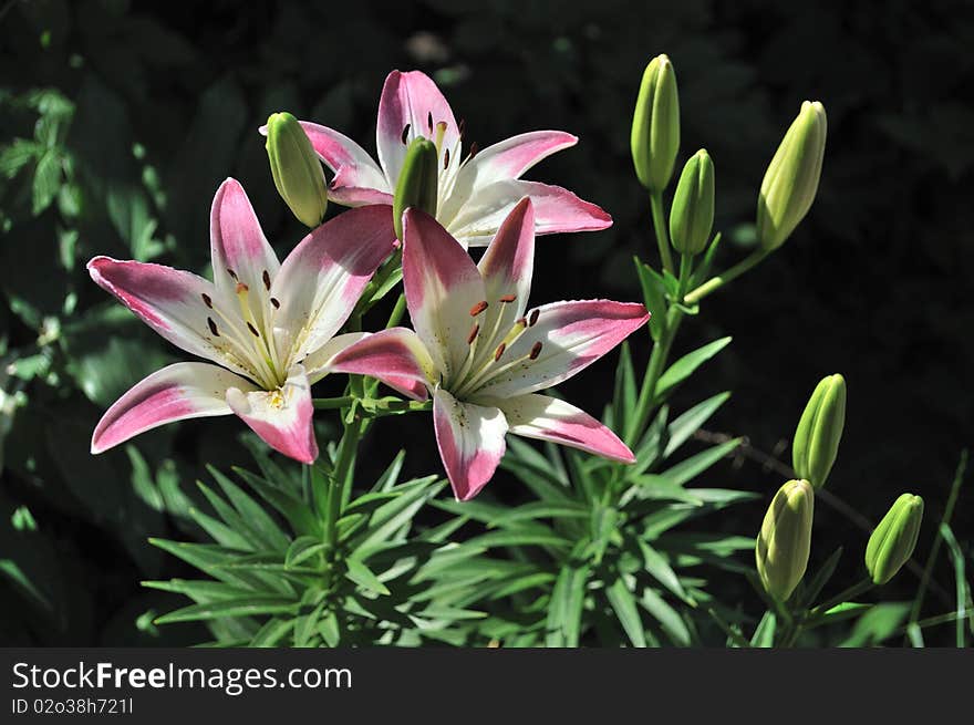 Blooming pink lilies on black background. Blooming pink lilies on black background