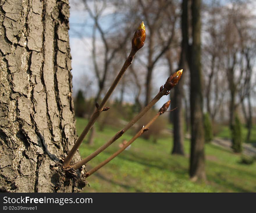 Bloom of Conker tree in the forest. Bloom of Conker tree in the forest