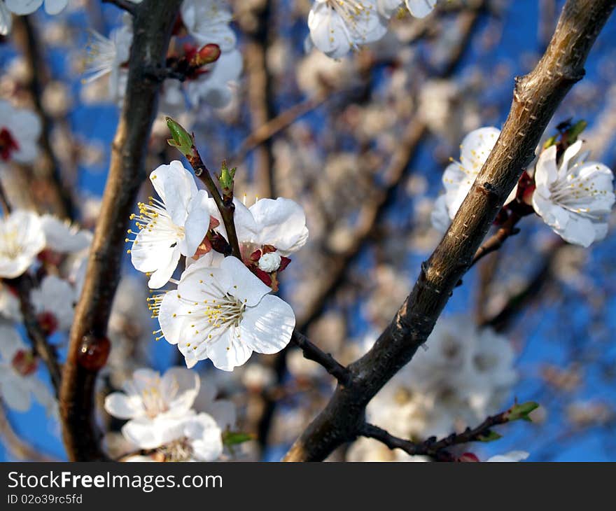 Apricot blooming tree in the spring