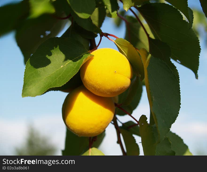 Two apricot in the tree