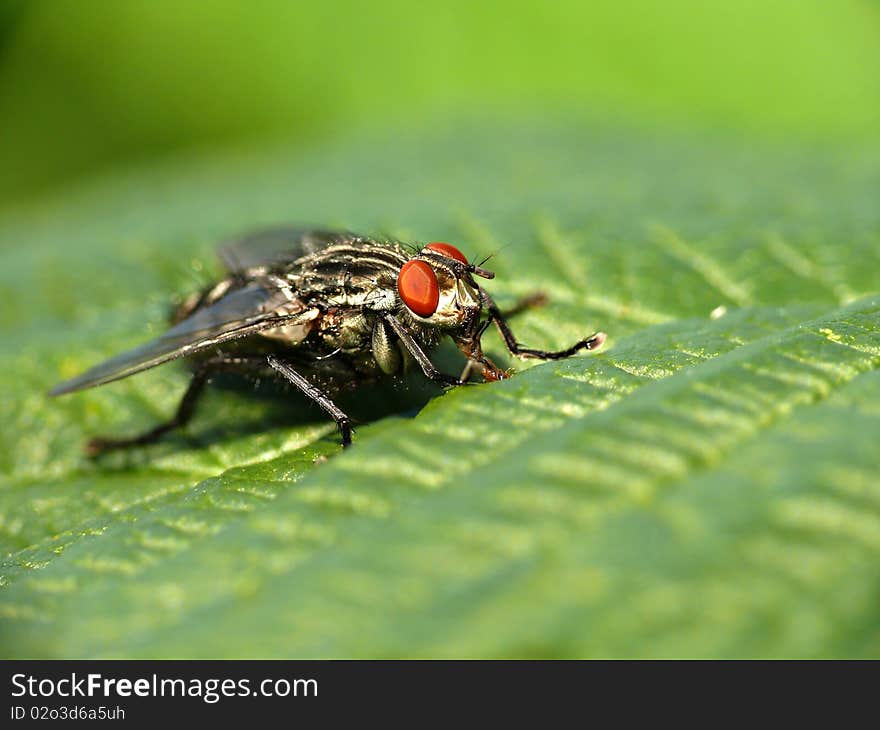 Big fly on green leaf close-up. Big fly on green leaf close-up