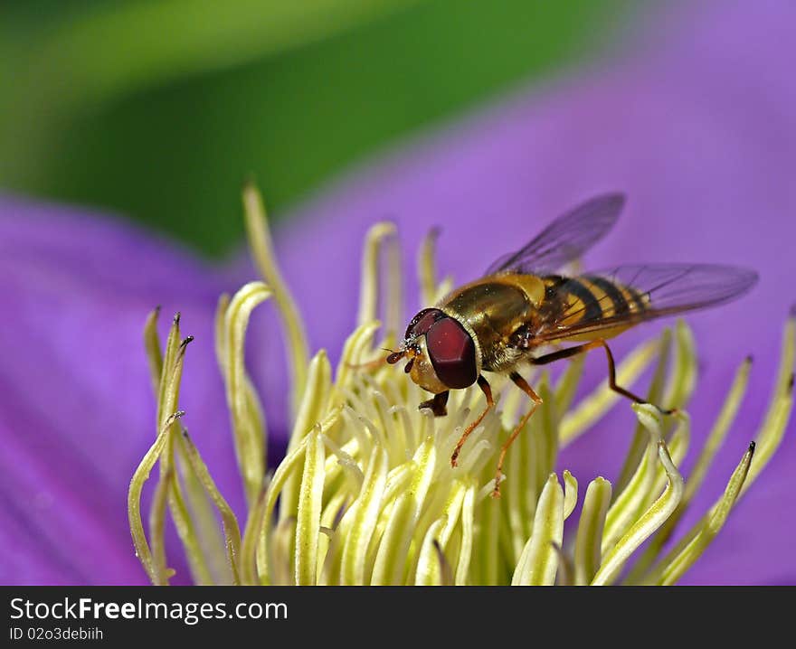 Wasp on  flower