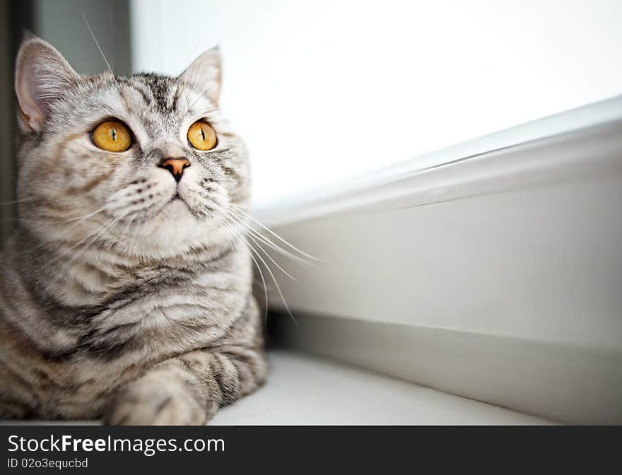 Close-up of a beautiful cat