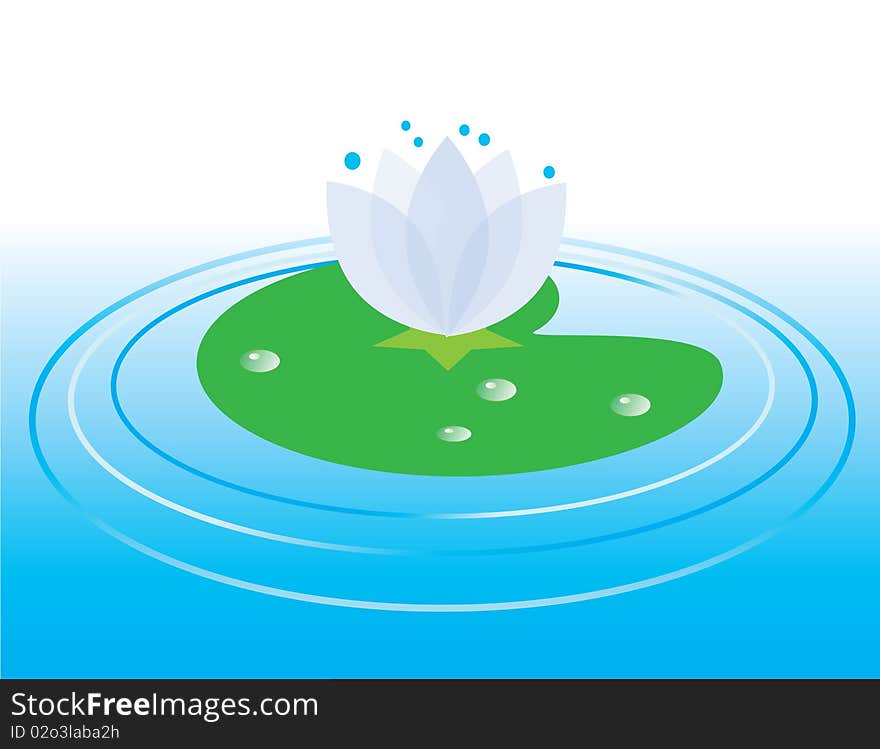 A lily flower on the water