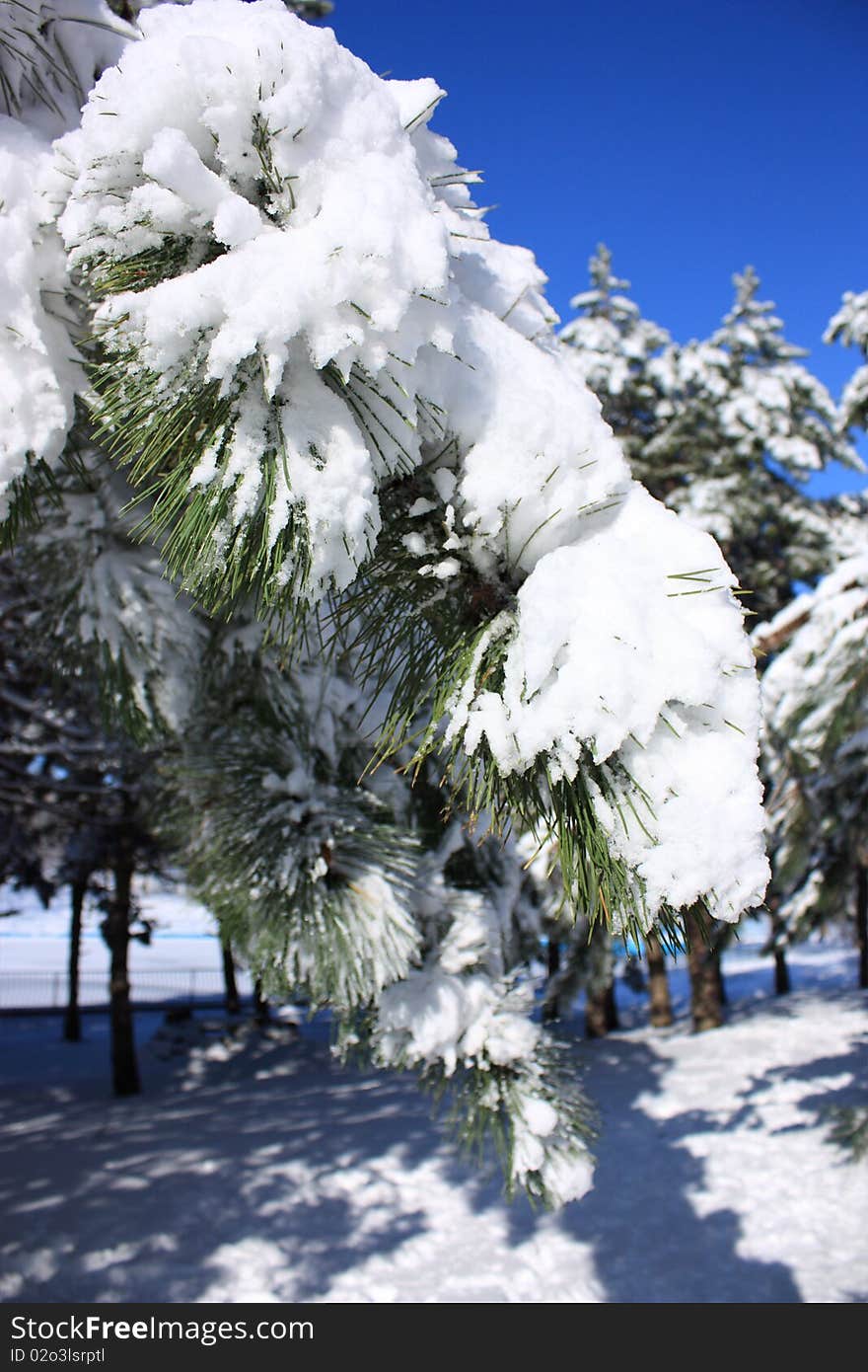 Fir-tree branch covered with snow. Fir-tree branch covered with snow