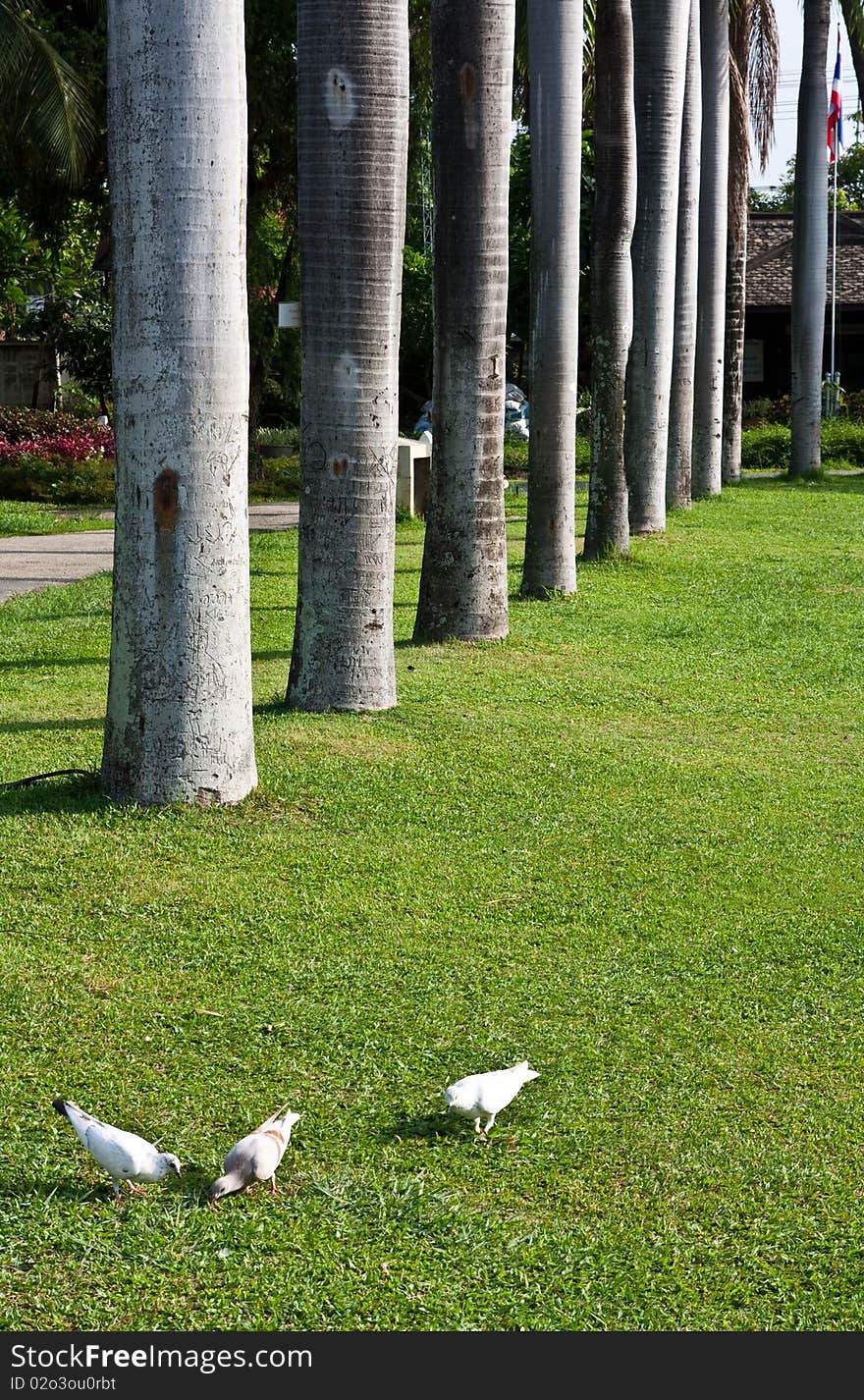 Image of a park in chiang mai city. Image of a park in chiang mai city