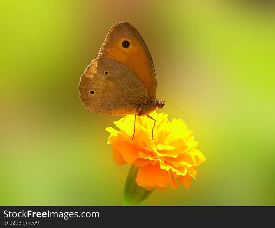 Butterfly Meadow Brown Maniola telmessia