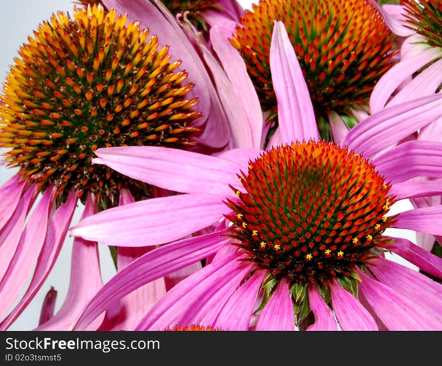 Arrangement of flowers ehintsei purple on a white background. Arrangement of flowers ehintsei purple on a white background