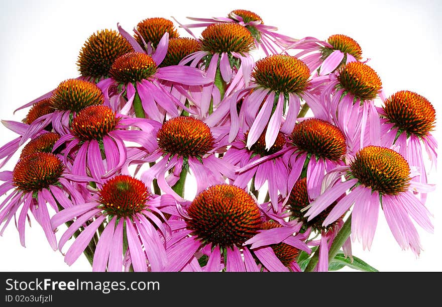 Arrangement of flowers ehintsei purple on a white background. Arrangement of flowers ehintsei purple on a white background