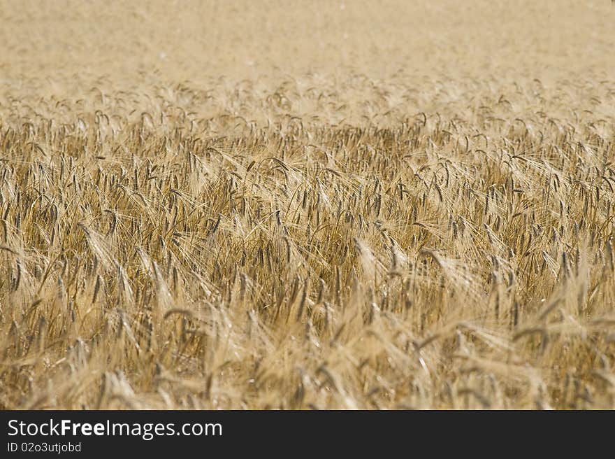 Yellow grain ready for harvest. Yellow grain ready for harvest