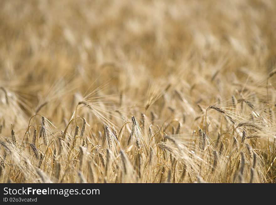 Wheat Field