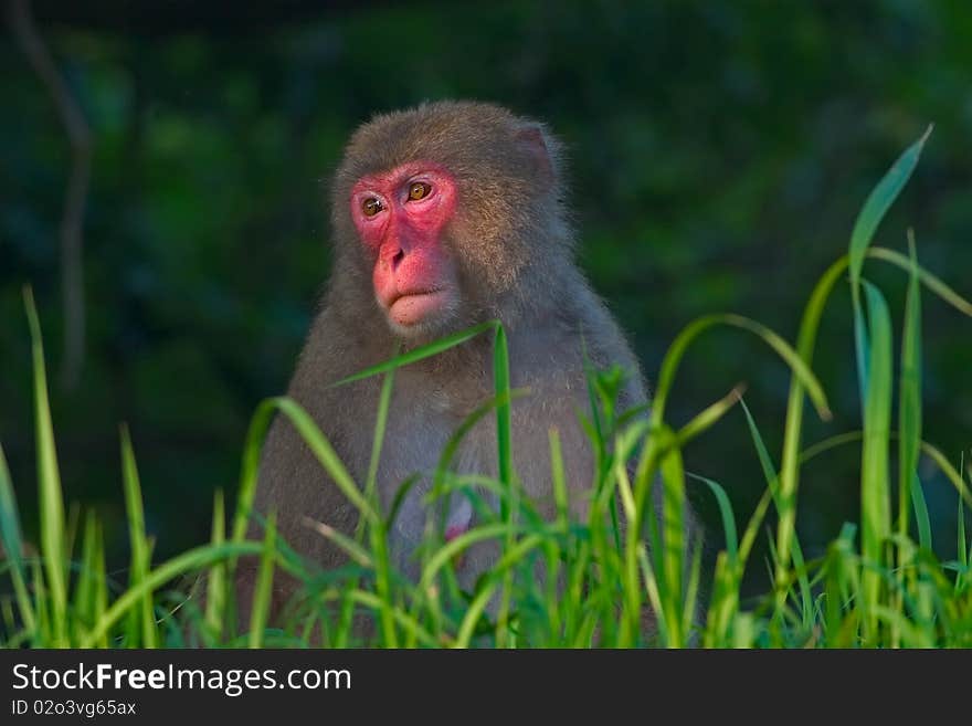 Female Japanese macaque sitting in long grass