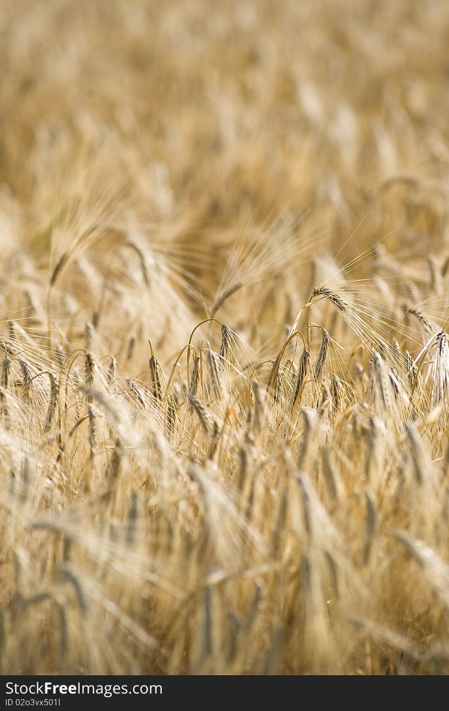 Yellow grain ready for harvest. Yellow grain ready for harvest