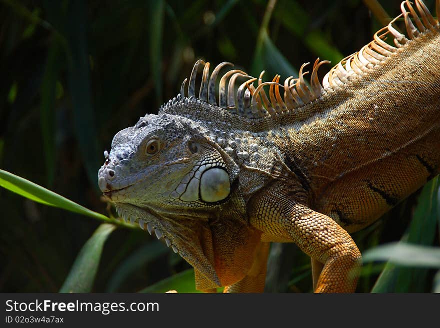 Splendid example of colored iguana between plants