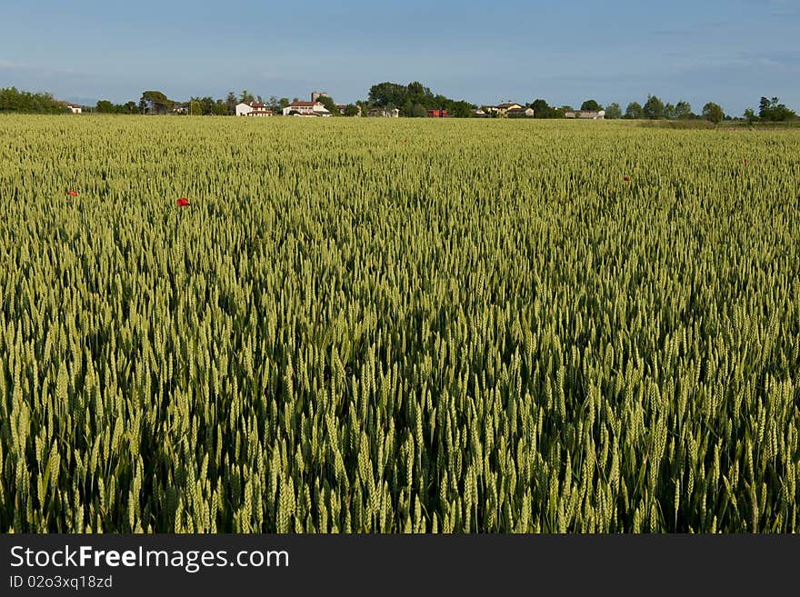 Green Rye Field