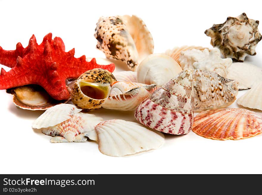 Seashells