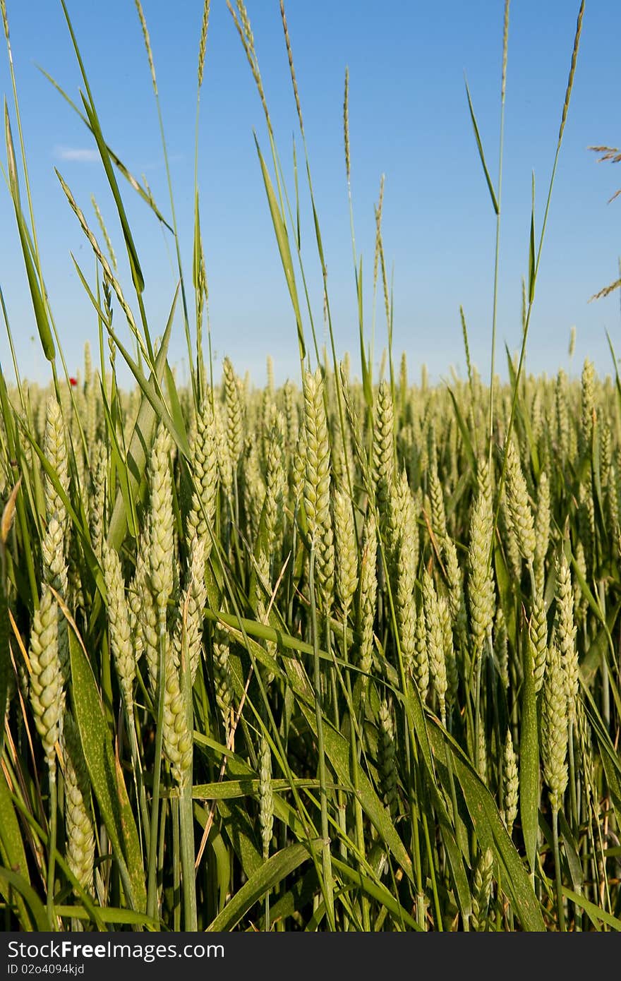 Green rye field