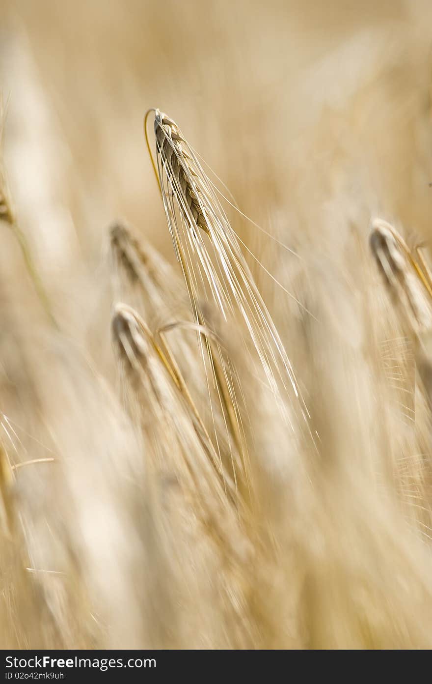 Yellow grain ready for harvest, close up. Yellow grain ready for harvest, close up