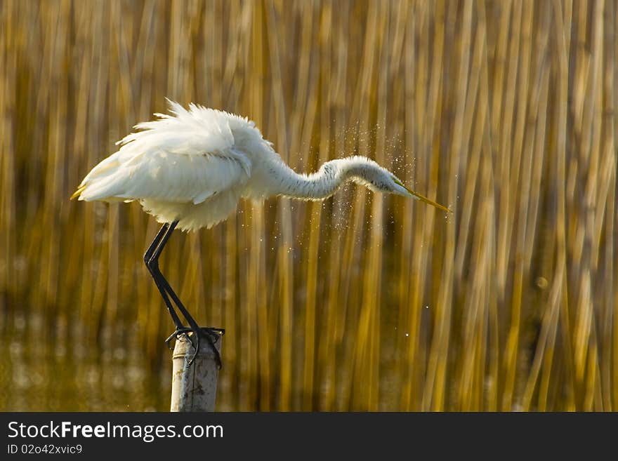 Showering Bird