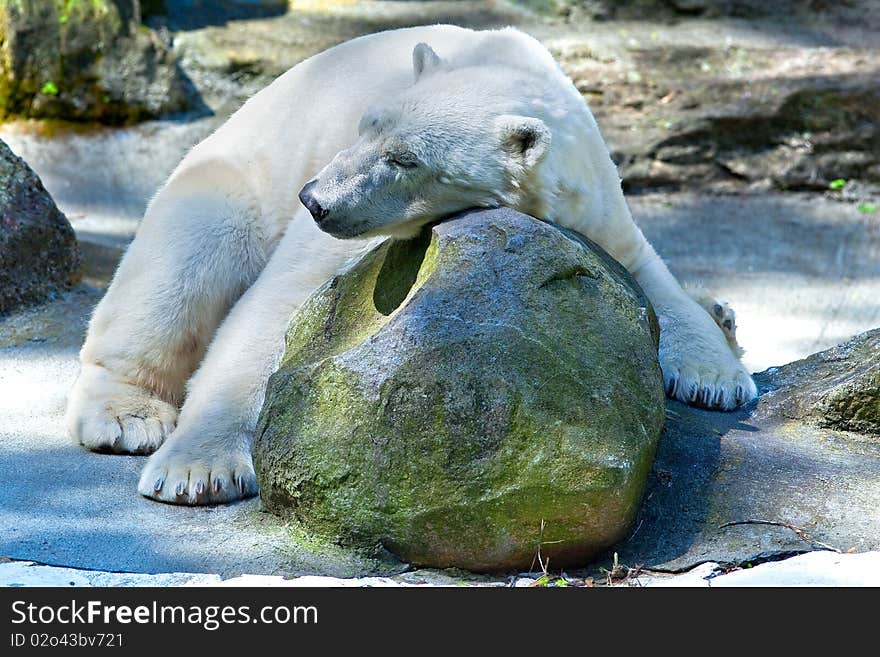 A large, Adult, Sleeping Polar Bear at a Zoo