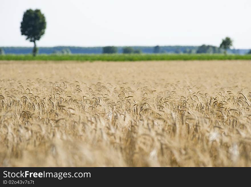 Wheat Field