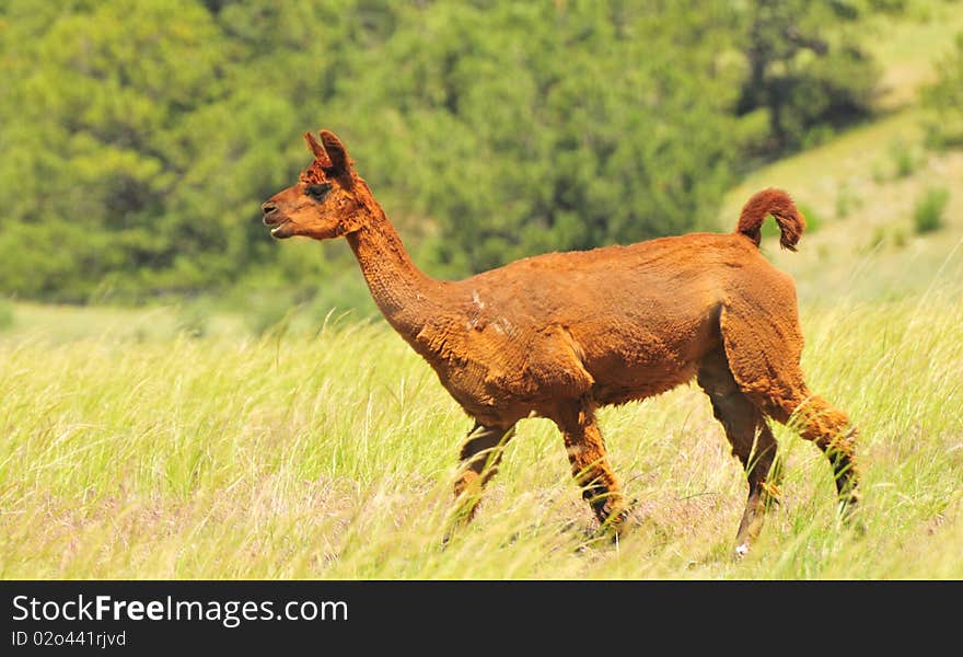 Llama walking in tall grass with trees in background. Llama walking in tall grass with trees in background