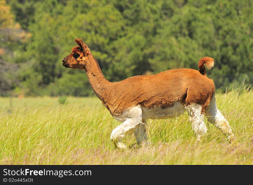 Red and white Llama