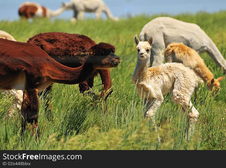 Red and white Llama Herd