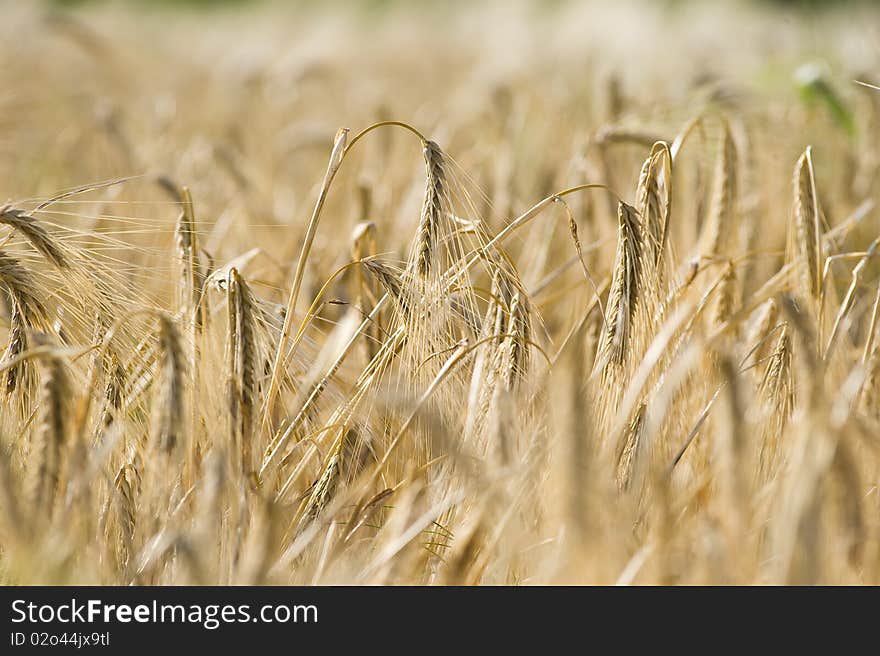 Yellow grain ready for harvest growing. Yellow grain ready for harvest growing