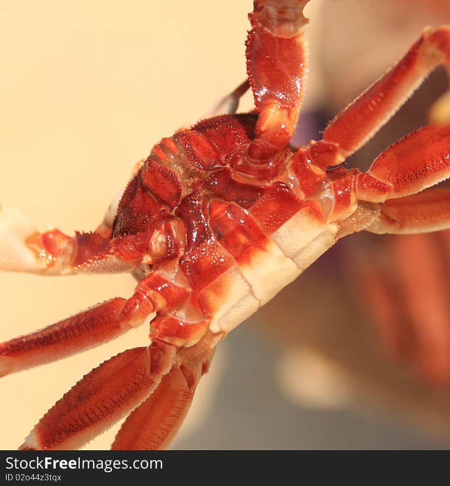 Portrait of a crab hanging over sand and turned by a paunch to the looking. Portrait of a crab hanging over sand and turned by a paunch to the looking.