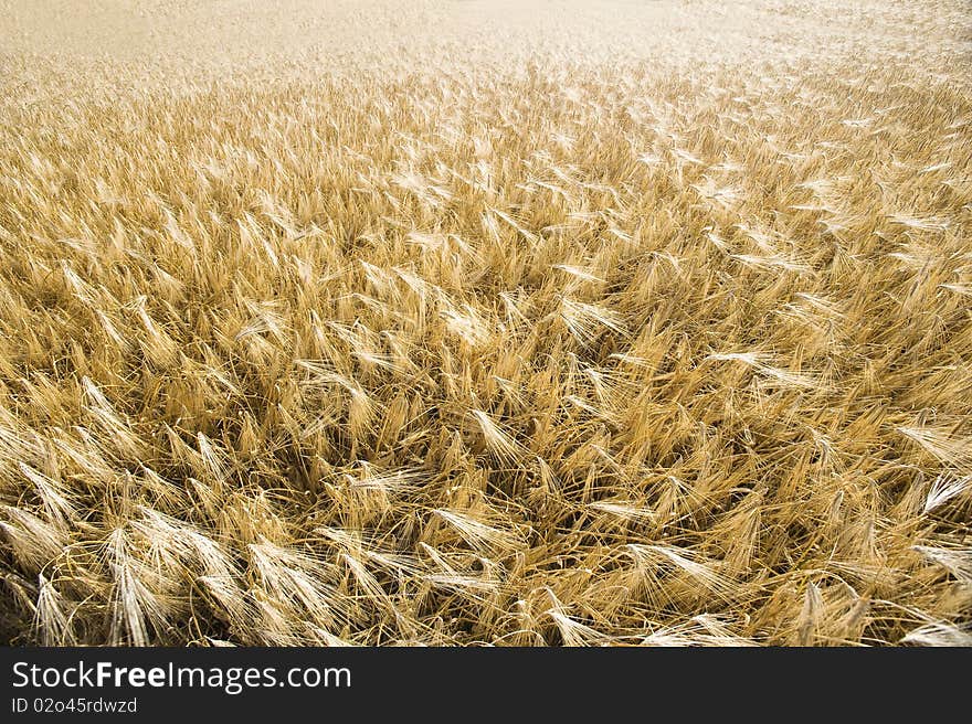 Wheat Field