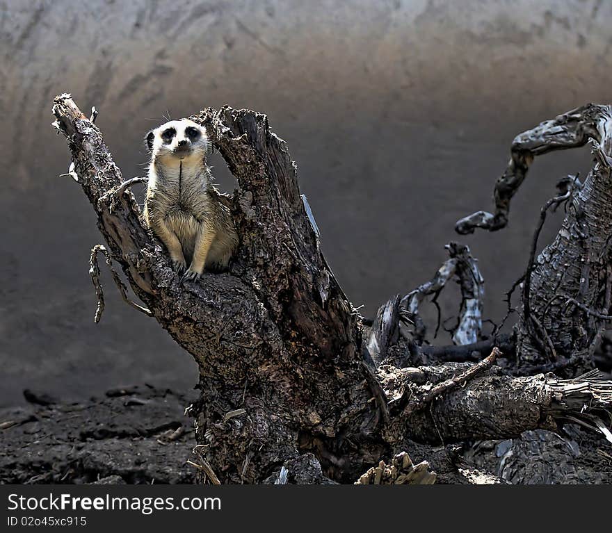 Lone meerkat sitting on a dead tree stump. Lone meerkat sitting on a dead tree stump