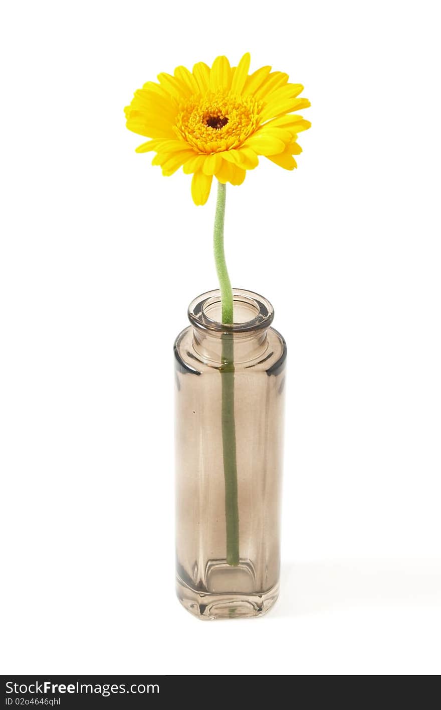 Flower in small bowl