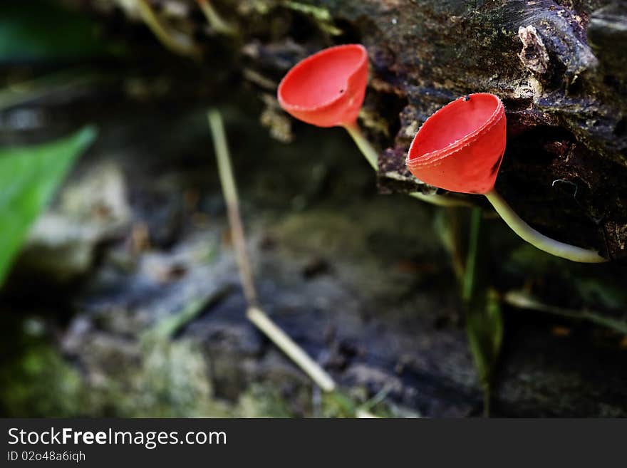 Mushroom Champagne