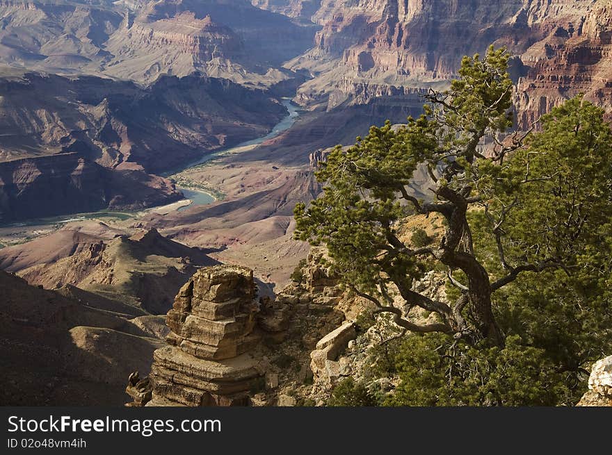 A tree on the edge of the Grand Canyon. A tree on the edge of the Grand Canyon.