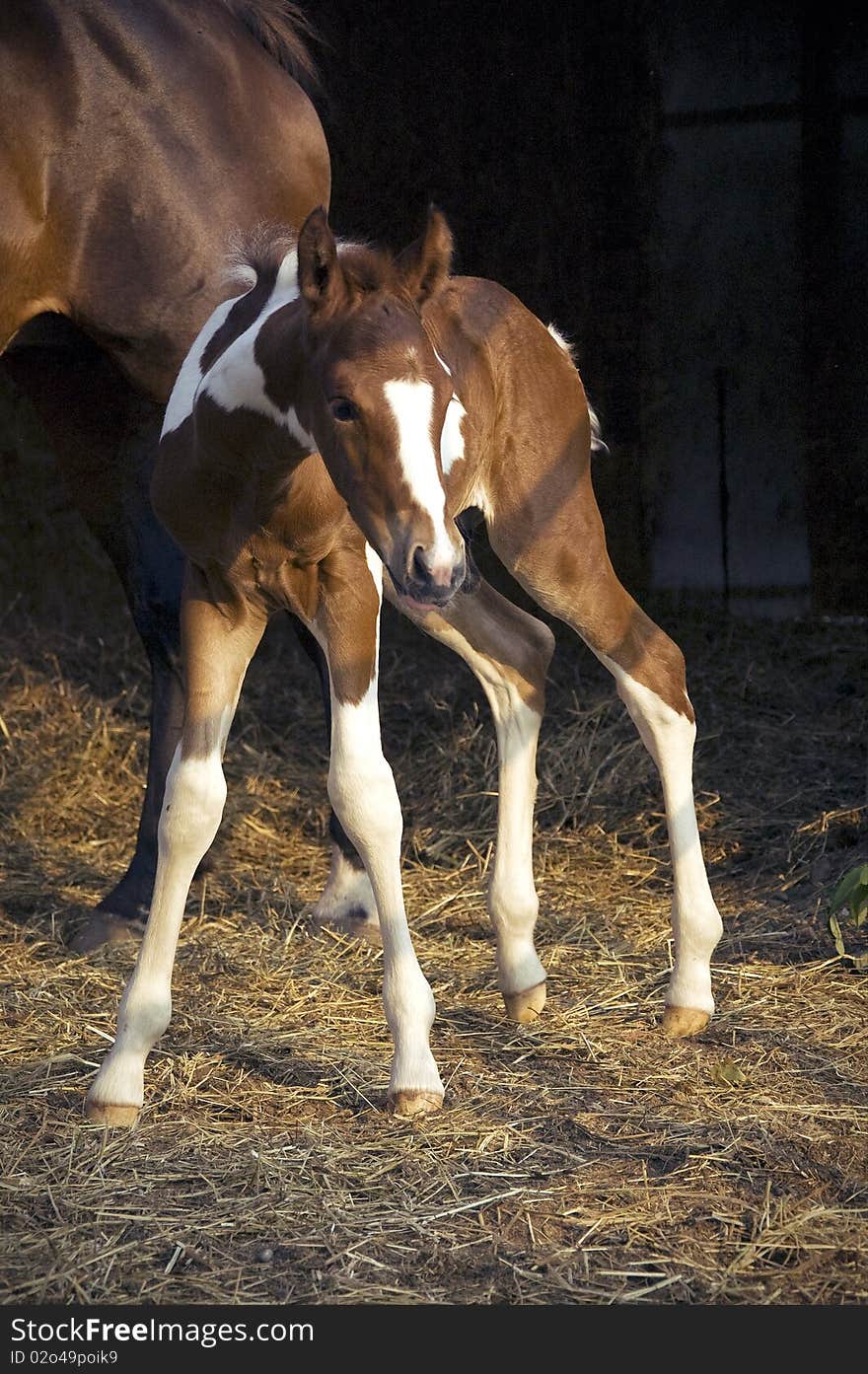 A young, two day old colt trying to stand up.