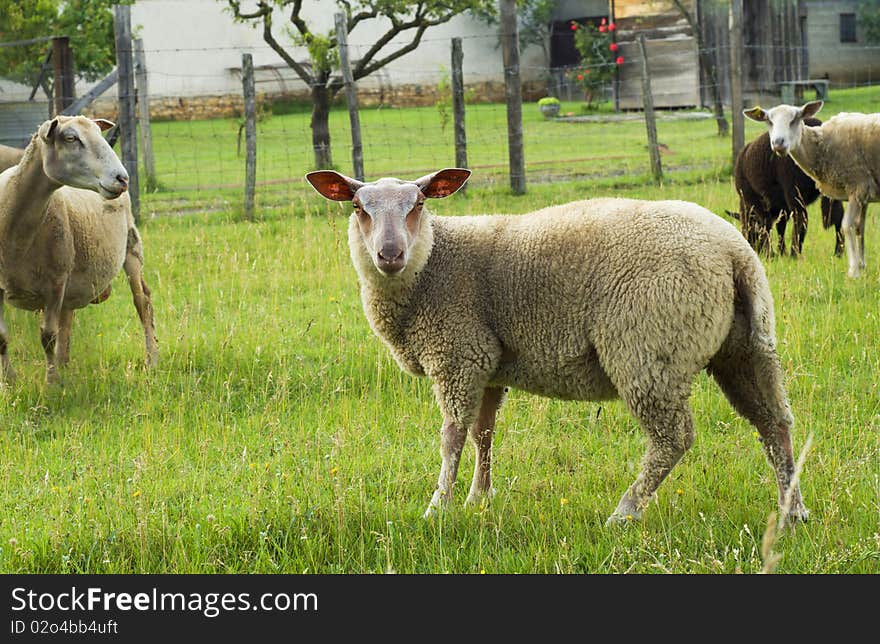 Flock of sheep