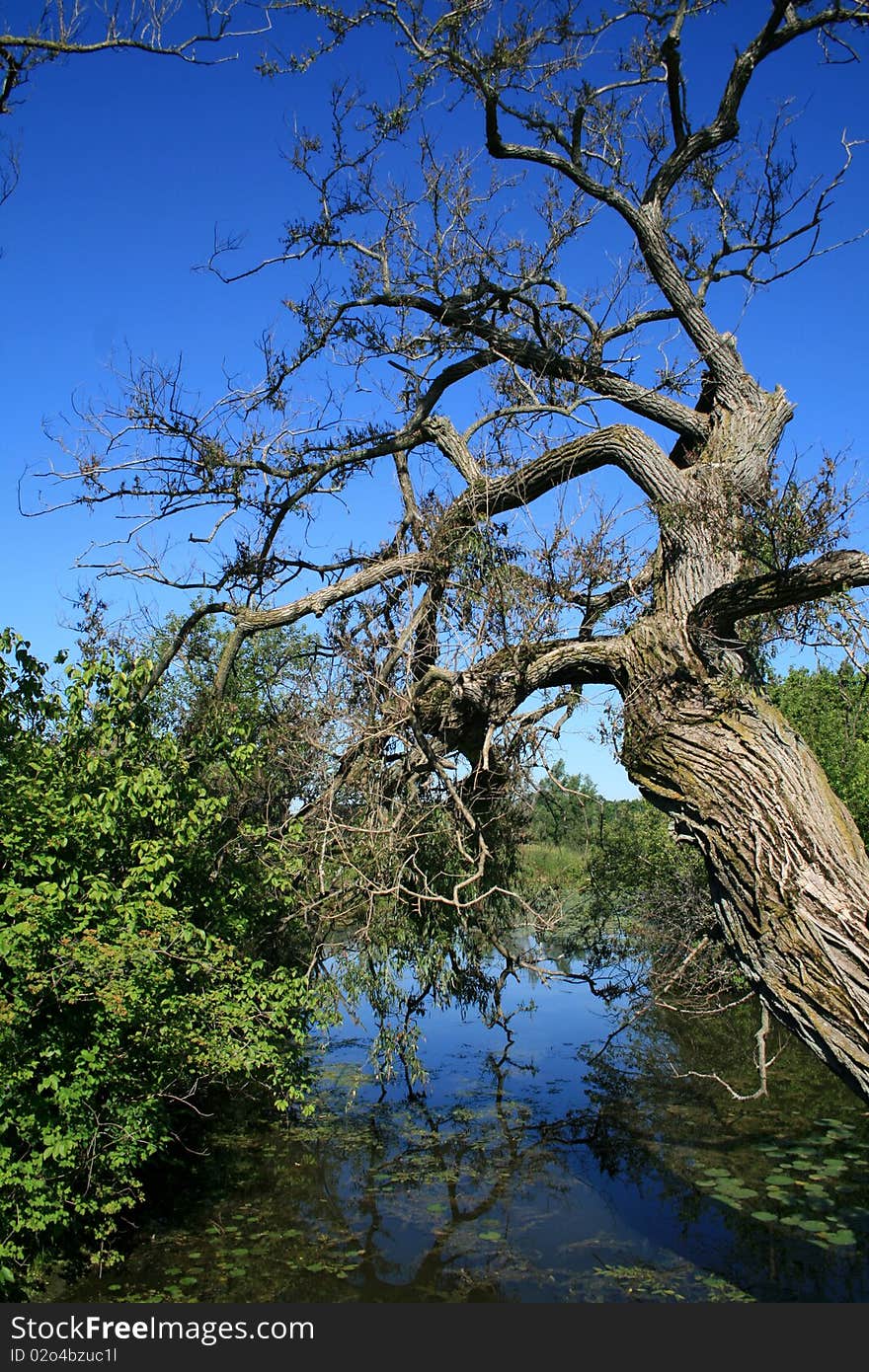 The old tree above the river