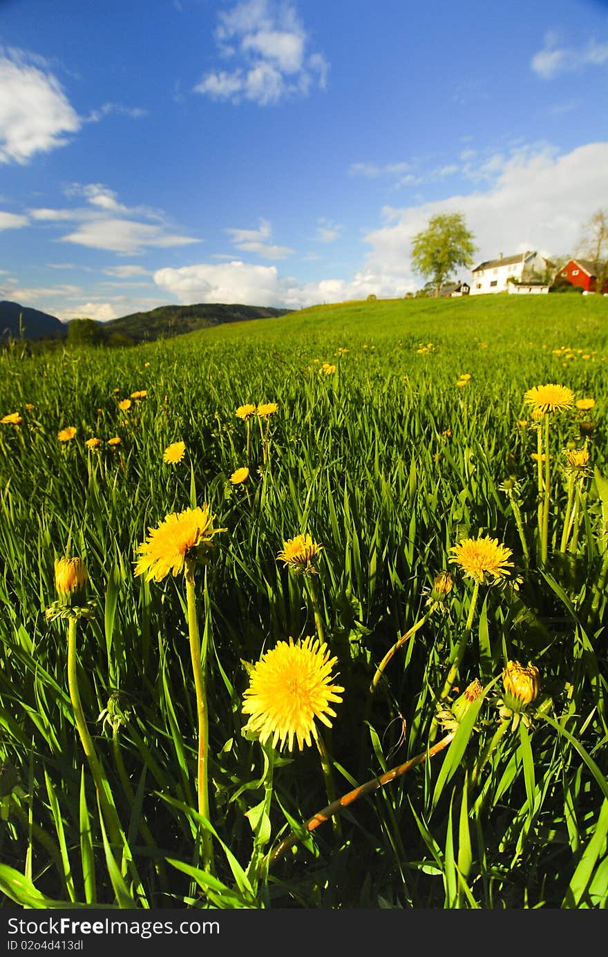 A tuft of yellow hilly flowers on the hill grass and the blue sky far away